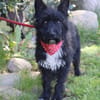 Twix - 8 kg Zwerg su. aktive Zweibeiner