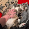 Sid sucht liebevolle Dosenöffner