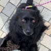 Klein♥Daisy♥ erwartet dich 01640 Coswig