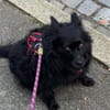 Klein♥Daisy♥ erwartet dich 01640 Coswig