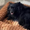 Klein♥Daisy♥ erwartet dich 01640 Coswig