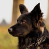 Traumhund für Kenner (Hütehunde)