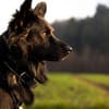 Traumhund für Kenner (Hütehunde)