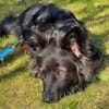 Traumhund für Kenner (Hütehunde)