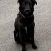 Oliver Oli  junger Border-Mix
