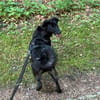 Oliver Oli  junger Border-Mix