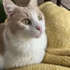 Quinn sucht liebevolles Heim