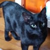 Ellie  junge Katze sucht Zuhause