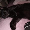Ellie  junge Katze sucht Zuhause
