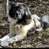 Petko 12/20 ist auf der Suche