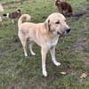 Kangal mit Retrieverherz