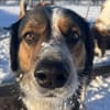 Theo sucht sein zu Hause