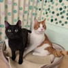 Asteris und Ilios aus dem Tierschutz