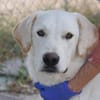 Cuqui unser aller Liebling Traumhund