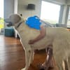 Cuqui unser aller Liebling Traumhund