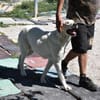 Cuqui unser aller Liebling Traumhund