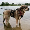 Junghündin Roxy - in Bayern (86576)
