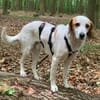 Lio - ein lebenslustiger Begleiter