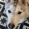 MILO