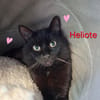 Héliote