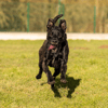 TISCO