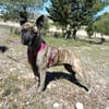 CHRISTIN (4 Patas Jumillas)