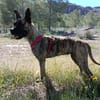 CHRISTIN (4 Patas Jumillas)