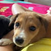 NILO, chiot Berger Créole mâle