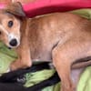 NILO, chiot Berger Créole mâle