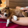 NILO, chiot Berger Créole mâle