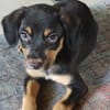 BROOKLYN, Chiot Berger Créole mâle