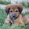 THIAKRY, Chiot mâle Croisé Créole