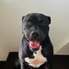 XENA, croisée créole junior pleine d’amour 🐾
