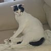 KALICY, chaton femelle européen