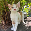 LEVI, chaton créole mâle
