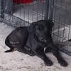 Milady, Femelle junior Croisée Labrador