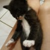 BAGHERRA, chaton femelle type européen