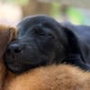 PEARL, chiot Berger Créole femelle