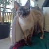 SIAM, chatte junior, croisée siamoise