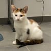 CHAT–KIRA, chaton femelle européen