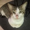 DIDIER, chat européen