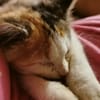 MINA, chaton femelle type européen