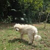 Loulou Bouille d'amour