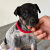 DEXTER (Maria)