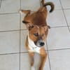 ALOKA le beau gosse créole