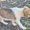 ALYA, CHIOT FEMELLE BERGER DES CANNES NON-LOF