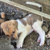 BUDDY , CHIOT MÂLE BERGER CRÉOLE