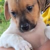 BUDDY , CHIOT MÂLE BERGER CRÉOLE