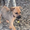 CODY, CHIOT MÂLE BERGER CRÉOLE