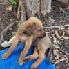 CODY, CHIOT MÂLE BERGER CRÉOLE